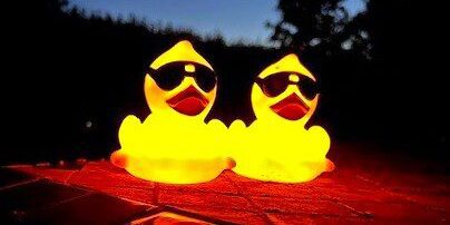 Ducks