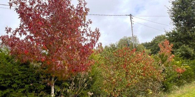 Liquidambar