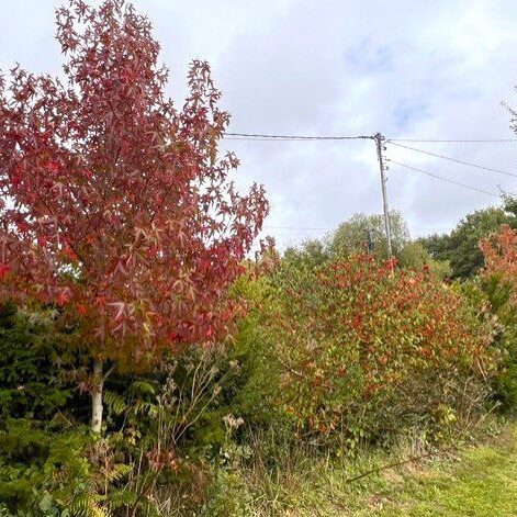 Liquidambar