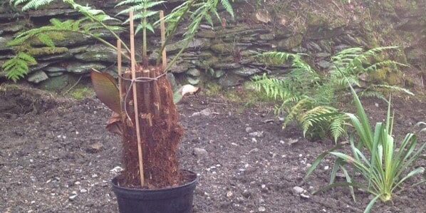 Back Boundary Yews