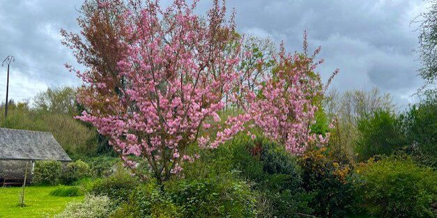 Cherry Blossom