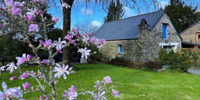 Magnolia in bloom